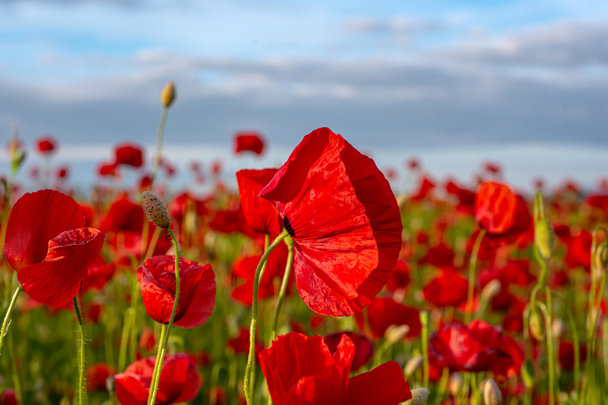 ANZAC Day Trading Hours